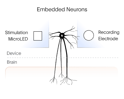 An embedded neuron is positioned in a device between a stimulation microLED and a recording electrode. Its axonal projection extends from the device into the brain.