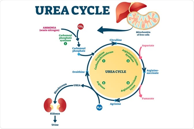 The Urea Cycle Step by Step