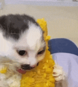 a black and white cat eating a piece of corn