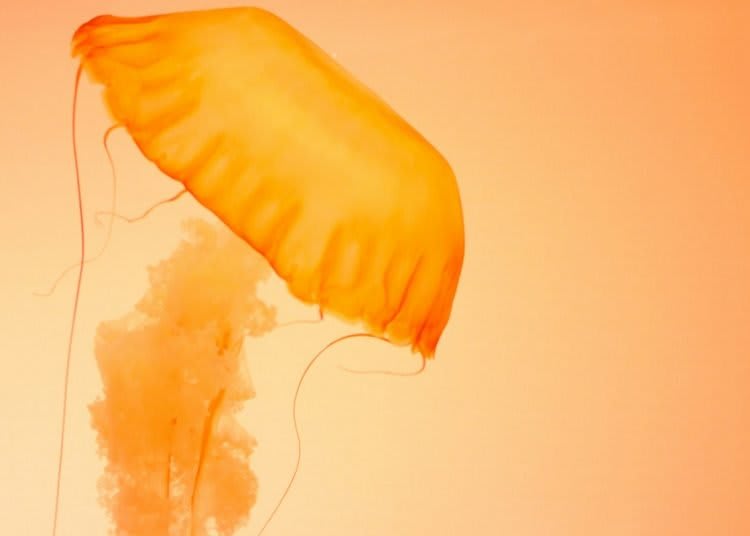 orange jellyfish: large blob on the top but stinging tentacles under it