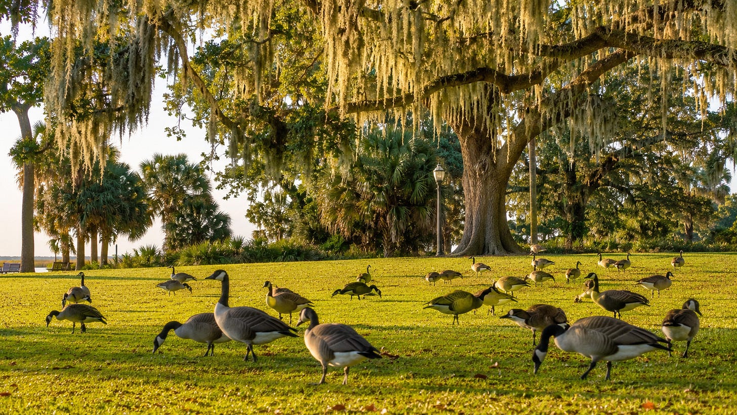 Photo of Canada Geese in a Lowcountry setting