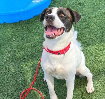 Dolly, Toby, Frank, Mattew and Clancey - Hope Paws Support Fund - 84a6ee09 5953 4ca8 b943 5e8925475090