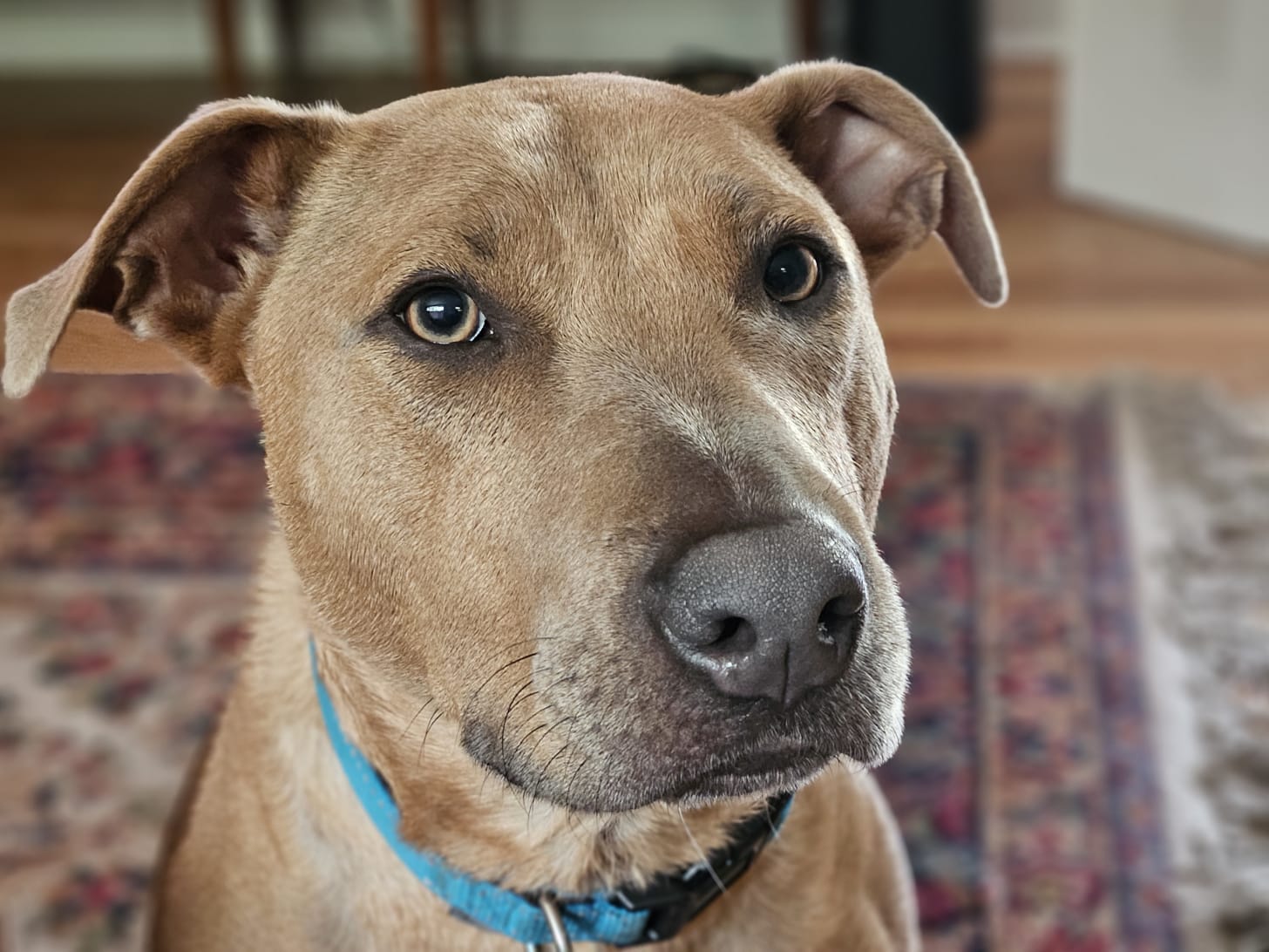 Does this look like a face that takes “I need to prepare for pods” as an excuse for not walking?