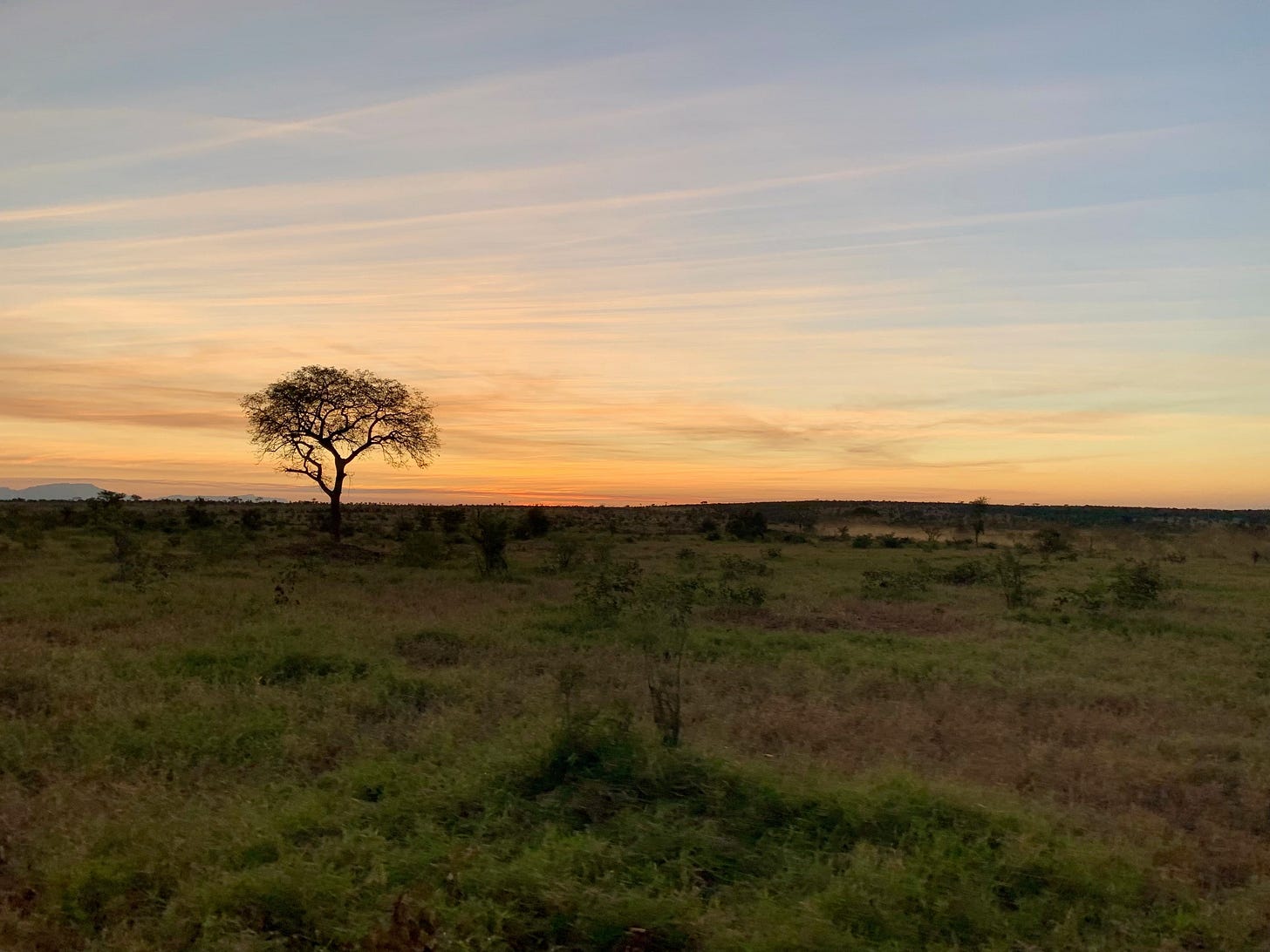 A lone acacia tree silhouetted against an orange and pink sunset in Kruger, the grassland golden below, the sky streaked with clouds.