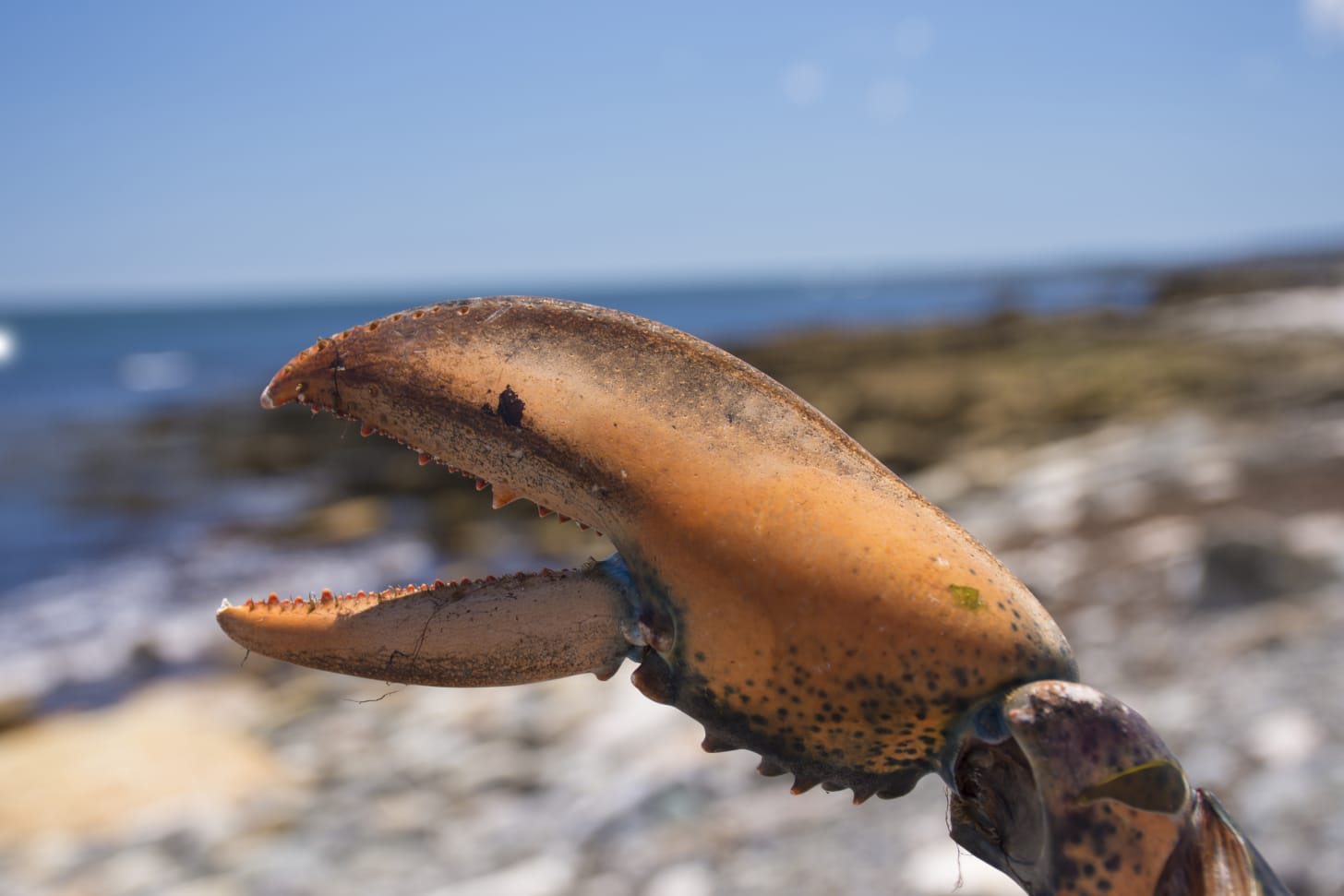A lobster's claw.