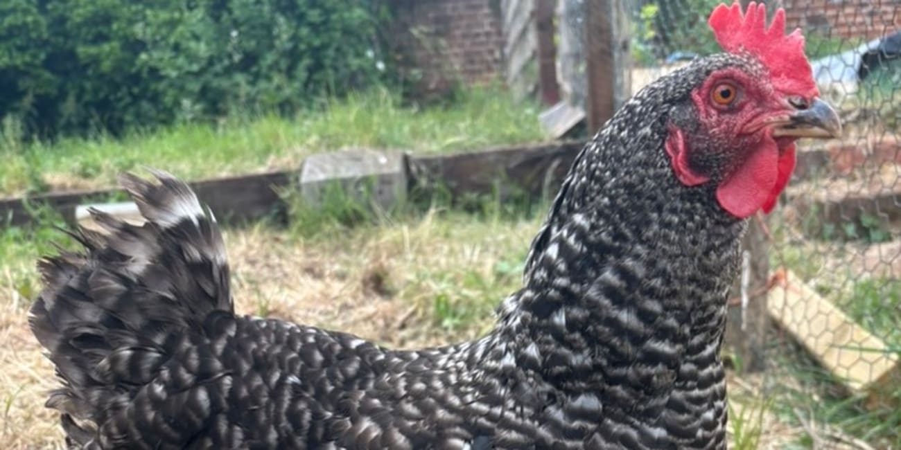 The Nature of Chickens
