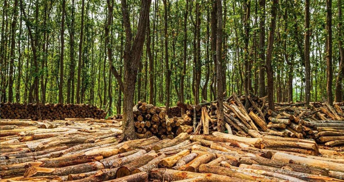 EarthStuff - Mapping Deforestation Probability And Understanding The Forest Dynamics In Gazipur, Bangladesh