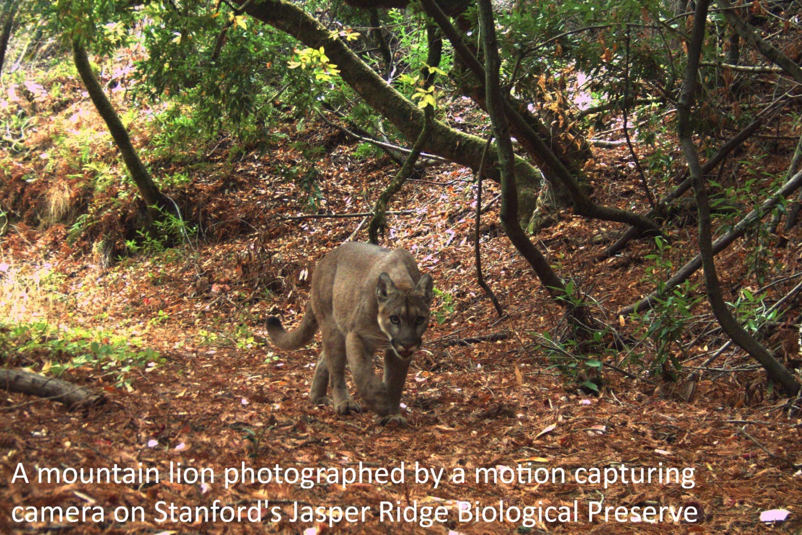EarthStuff - Mountain Lions Have Major Ecological Impact Even In Small Preserves [USA]