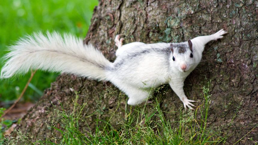 white squirrel on a tree trunk white squirrel on a tree trunk