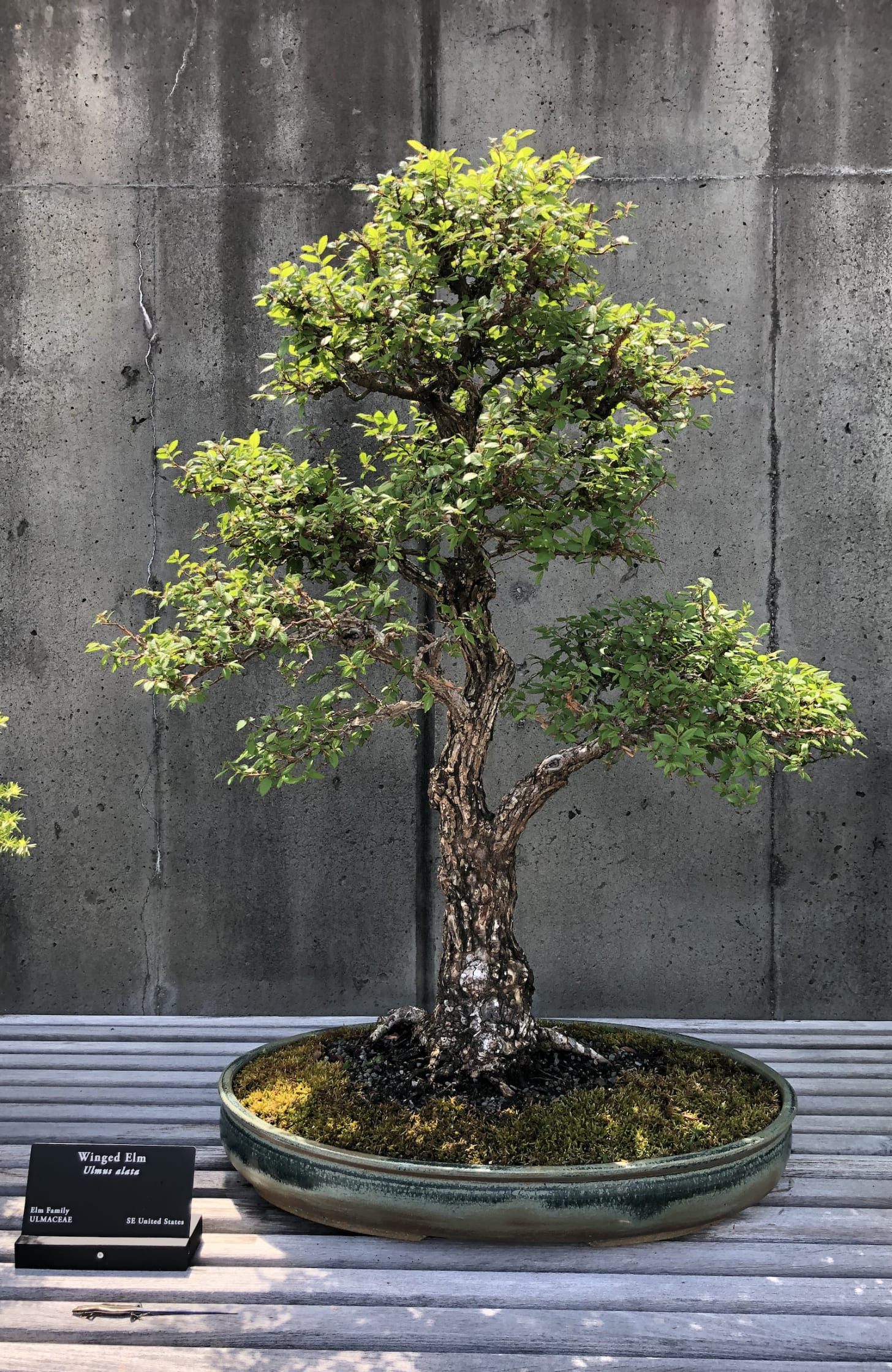 Winged Elm Bonsai tree. Winged Elm Bonsai tree.