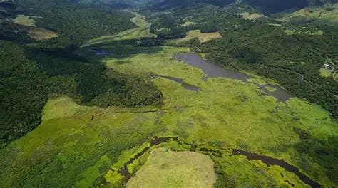 Te Henga Wetland