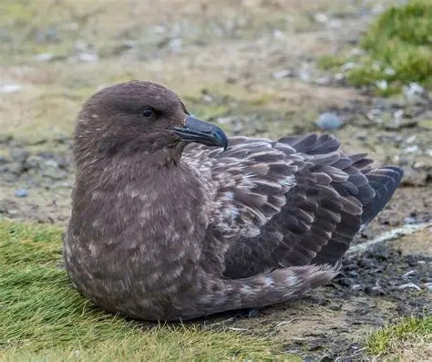Skua Bird