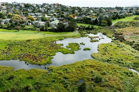 Giving our wetlands a watery hug - OurAuckland