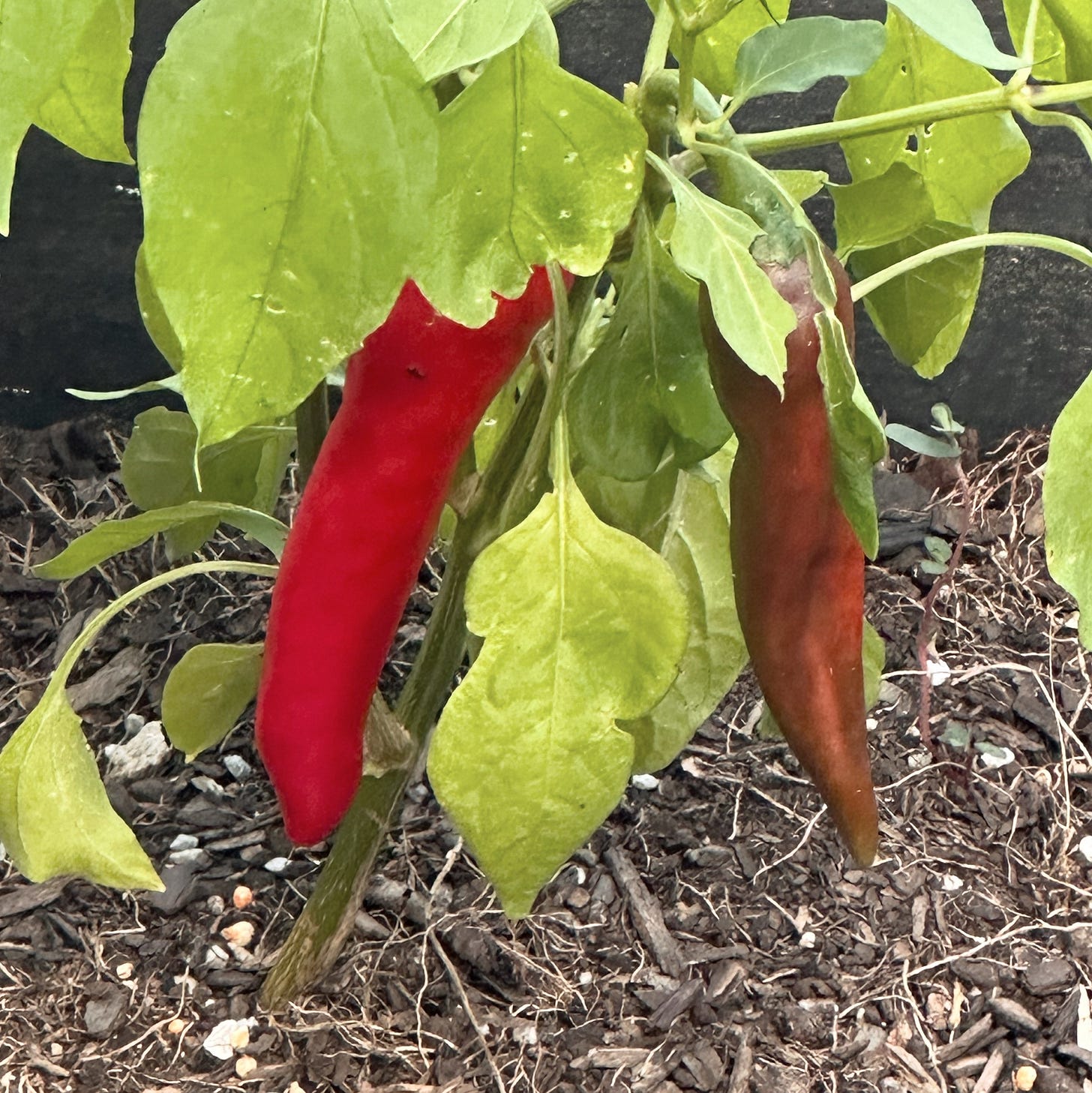 The Small Victory Garden