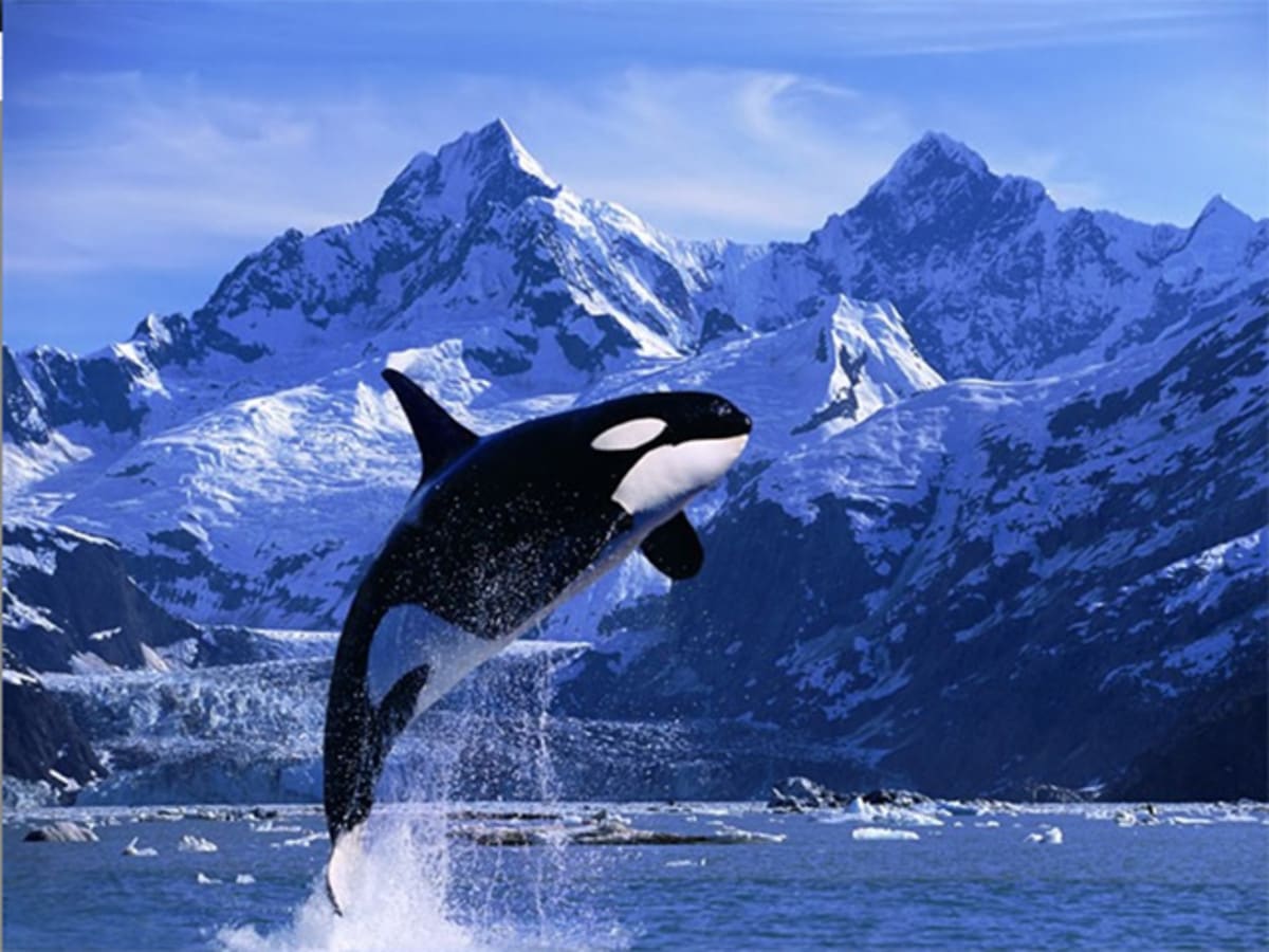 Interesting Facts about Killer whales Also Known as Orcas - HubPages Interesting Facts about Killer whales Also Known as Orcas - HubPages