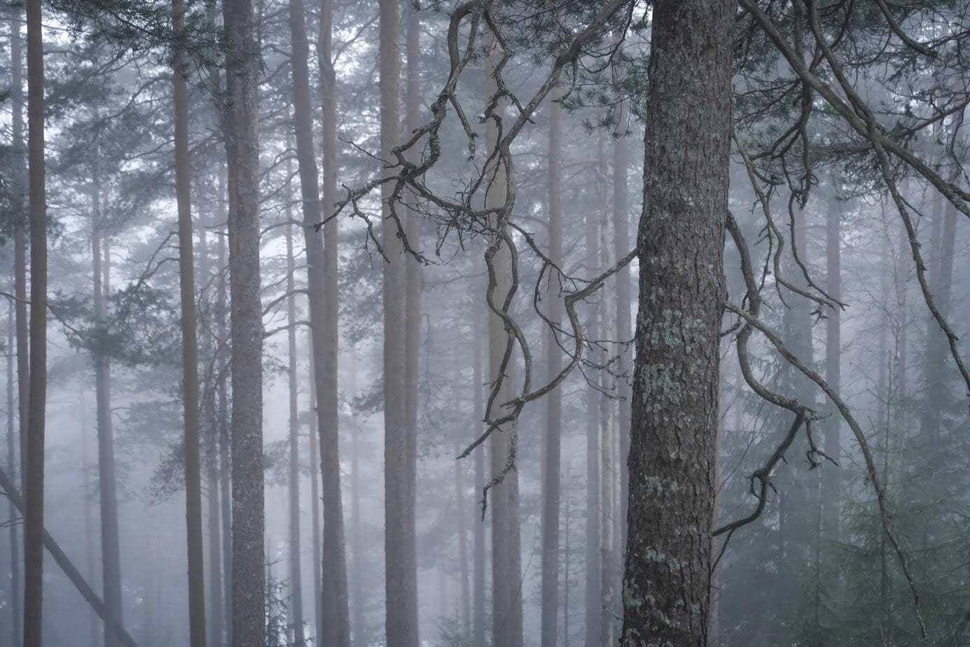 EarthStuff - Detection Of Old-Growth Forests Using Airborne Laser Scanning [LiDAR] And Other Auxiliary Data Combined With National Forest Inventory Field Plot Data