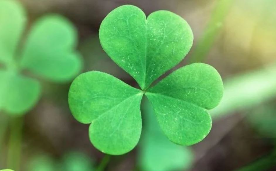 The three leaved shamrock