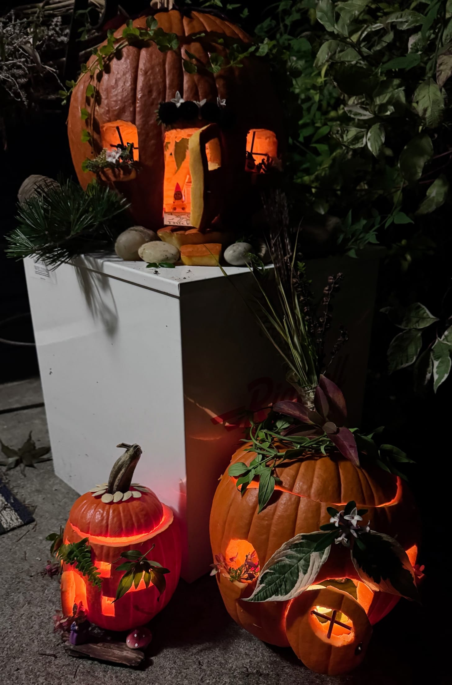 A dense pumpkin community, courtesy of Mrs. Volts. A dense pumpkin community, courtesy of Mrs. Volts.