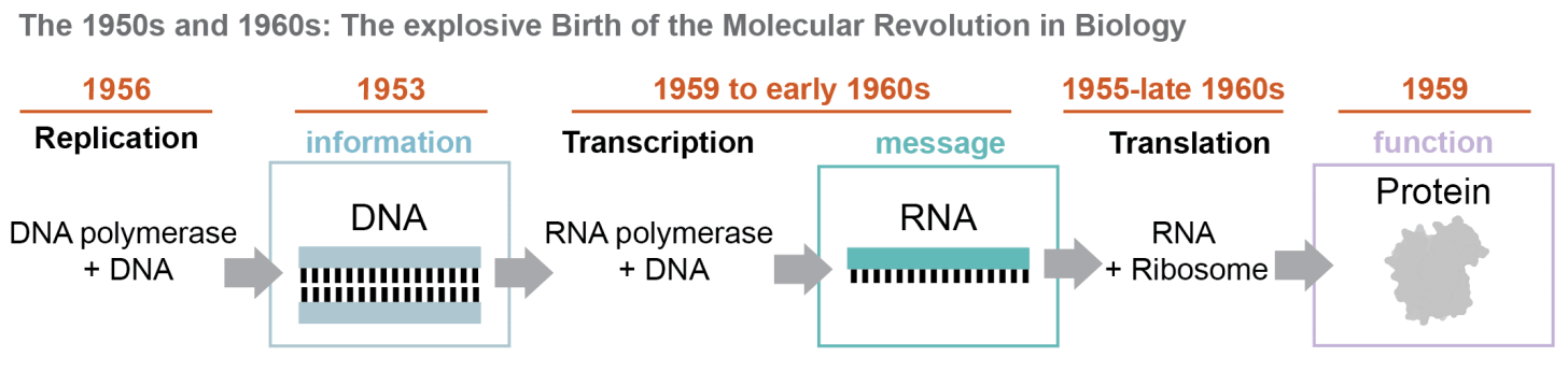 The Molecular Revolution in Biology beginning in the 1950s there were a number of landmark events in the explosive, opening decades 