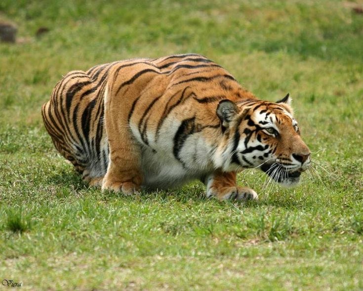 Tiger Pounce in Lush Green Field