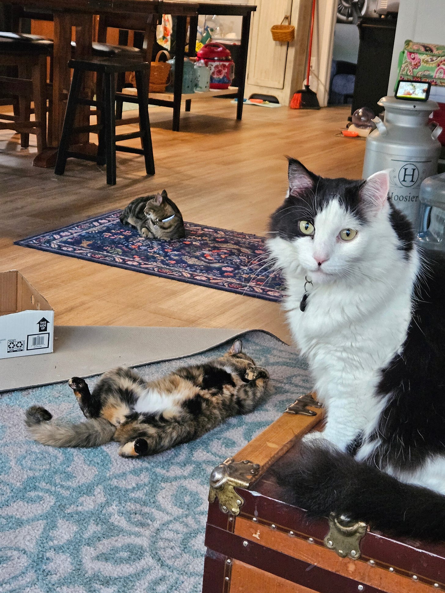 Photo of three cats, one on coffee table, one lying on its back, and one lying on a rug.