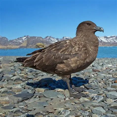Brown Skua Subantarctic Brown Skua Stercorarius Antarcticus