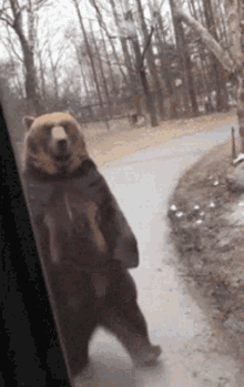 Bear Walk GIFs | Tenor Bear Walk GIFs | Tenor
