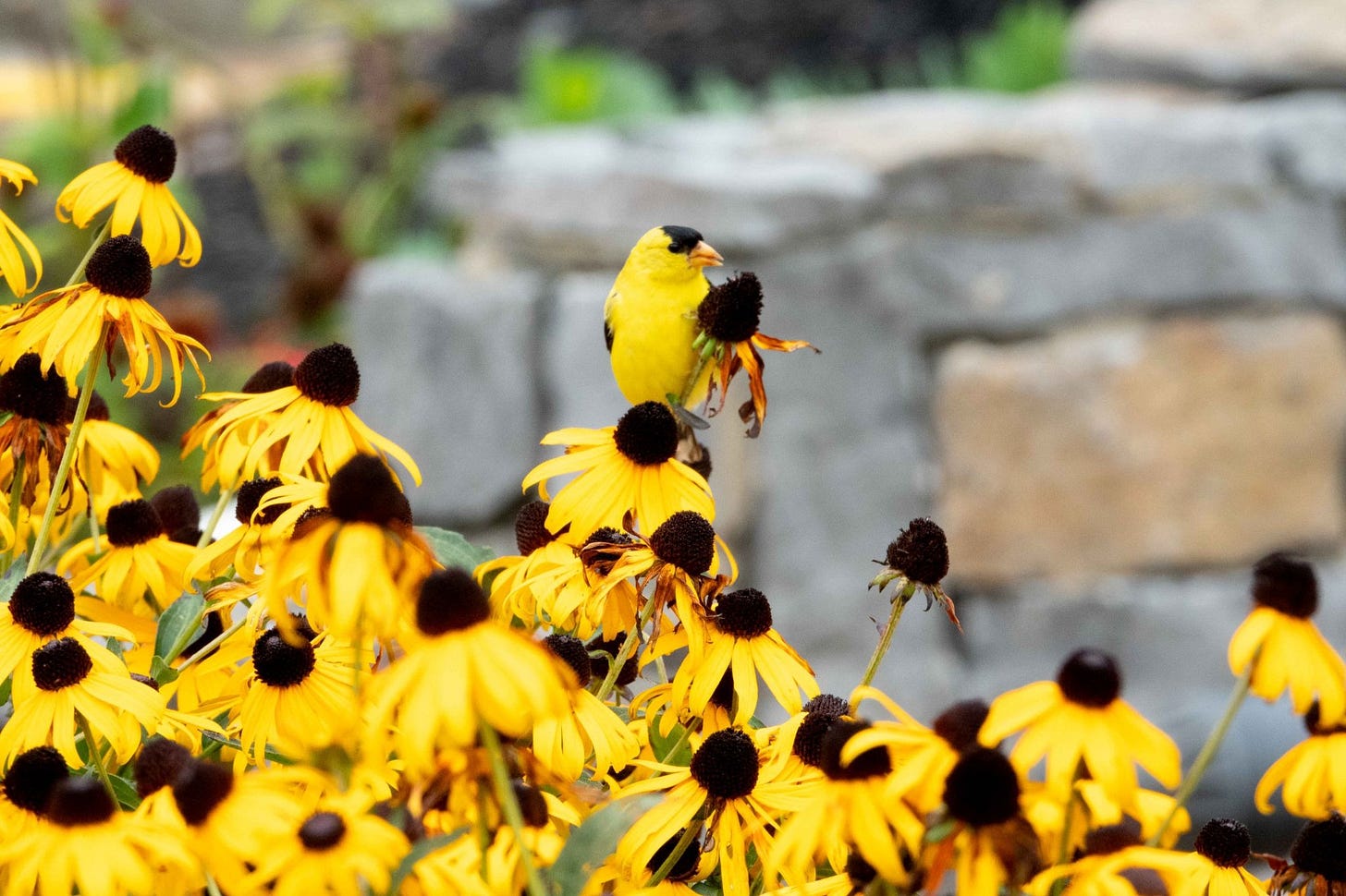 Photo of a goldfinch