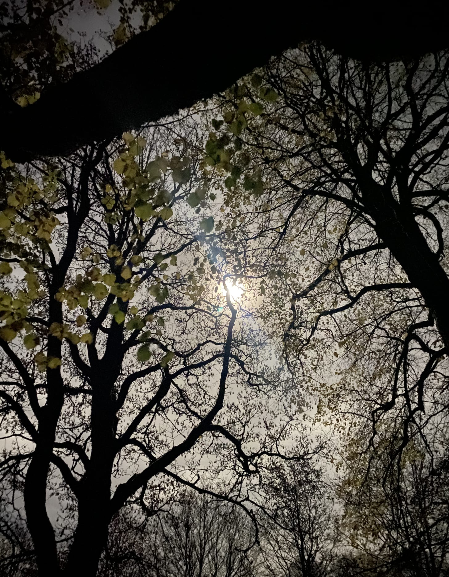 A forest dream