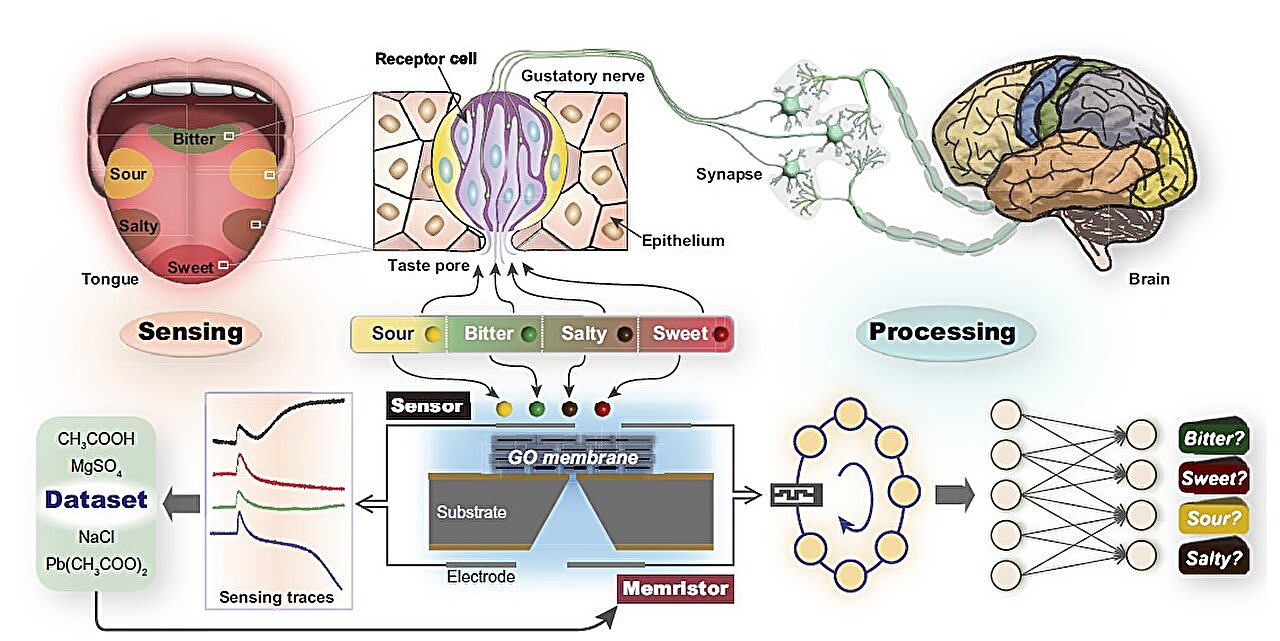 Graphene-based artificial tongue achieves near-human-like sense of taste -  SSBCrack News