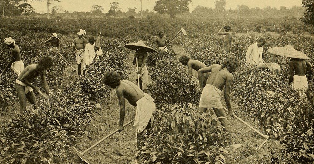 Assam Tea's Twisted History – Young Mountain Tea