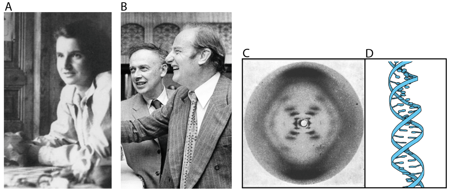 Black and white photographs of Rosalind Franklin, James Watson, Francis Crick, Photo 51, and an AlphaFold3 rendered image of the DNA double-helix