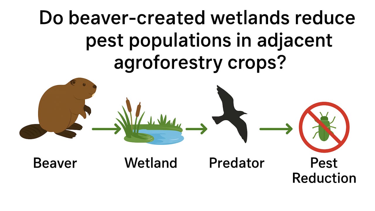 EarthStuff - 🦫 Could Beavers Help Tackle One Of Climate Change’s Fastest-Growing Challenges? [UK] 🦫