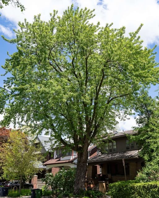 A large tree shown standing next to a Toronto house.