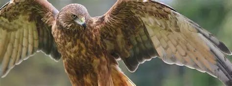 Wingspan National Bird of Prey Centre | NZ Swamp Harrier | New Zealand ...