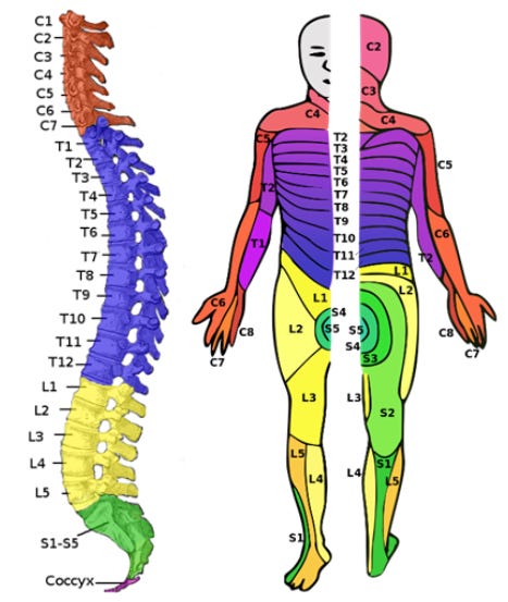 A diagram of the human spine next to a diagram of the human body, indicating which parts of the body are innervated by which vertebrae in the spinal column. The cervical, thoracic, lumbar, and sacral regions of the spine are highlighted in different colors, with the corresponding body regions highlighted in the same colors.