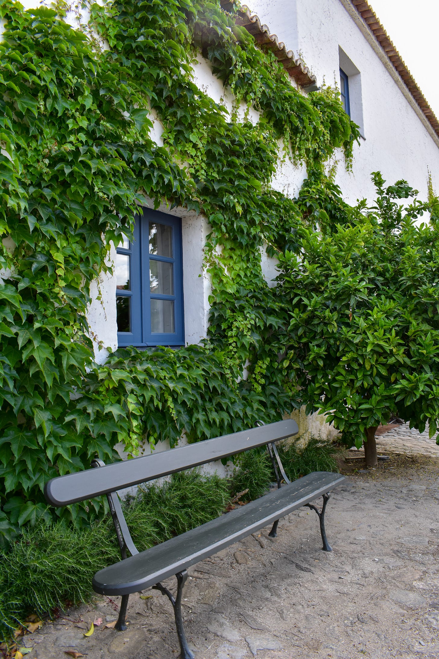 A wrought iron bench in front of an ivy-covered whitewashed wall with a blue-framed window, one of the quieter corners of the São Lourenço do Barrocal grounds
