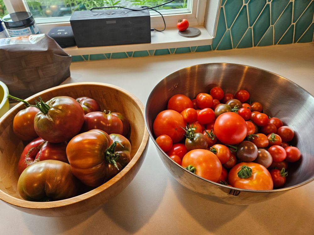 So many tomatoes.