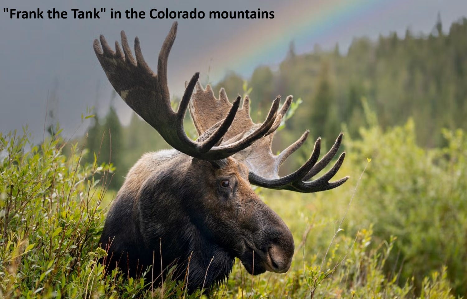 EarthStuff - Are Colorado Moose Invasive? New Research Says NO