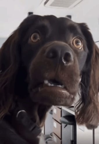 Confused Dog