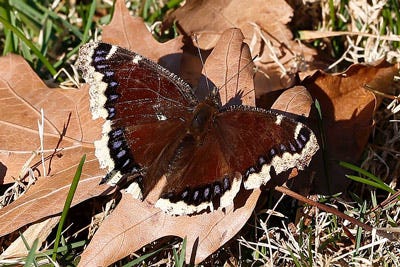 A Mourning Cloak butterfly (Nymphalis antiopa) shown on a collection of fallen leaves.