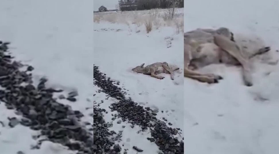 County Left Rattled After 100 Dead Deer Discovered Along Train Tracks