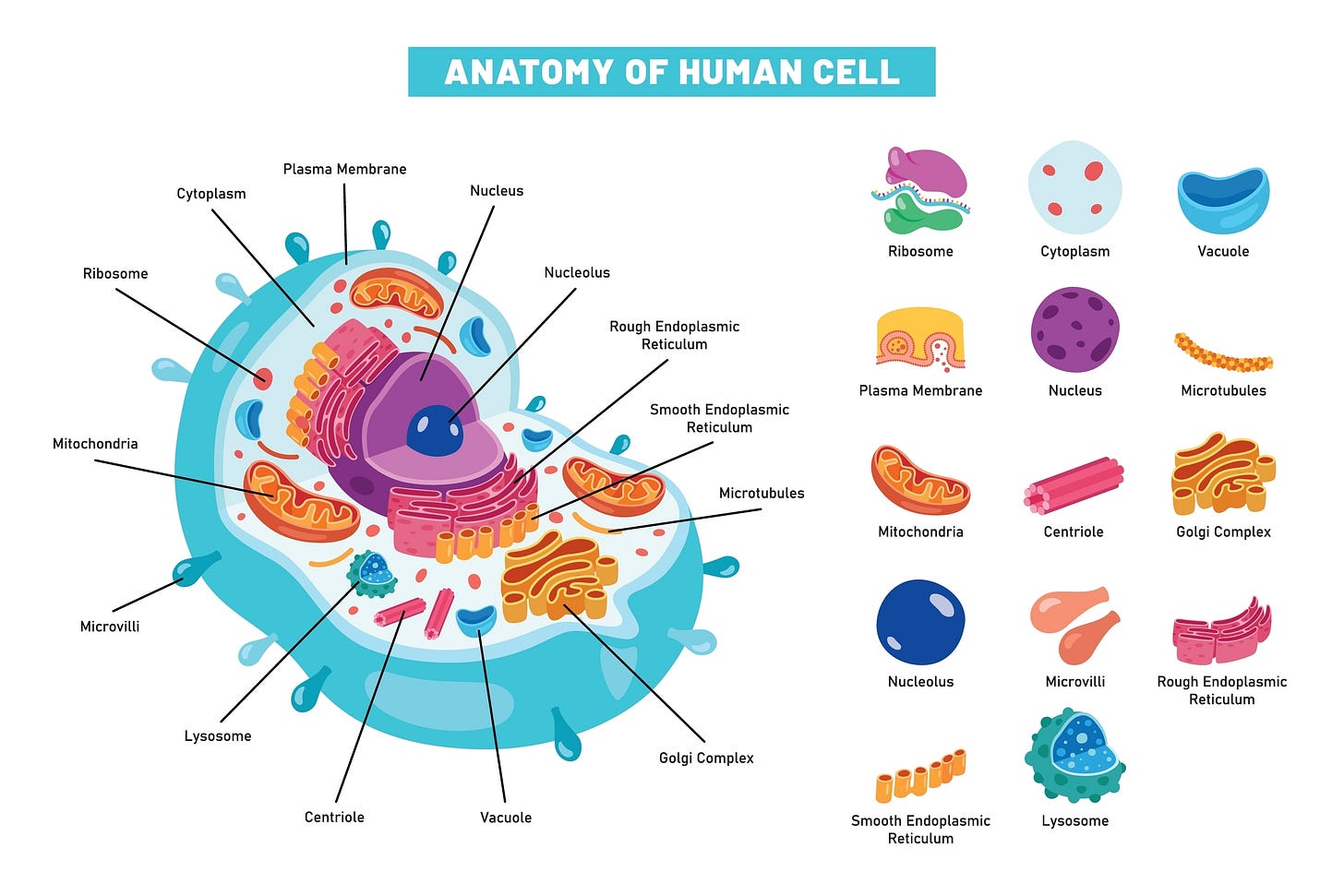The Hidden Switch Behind Chronic Disease The Hidden Switch Behind Chronic Disease