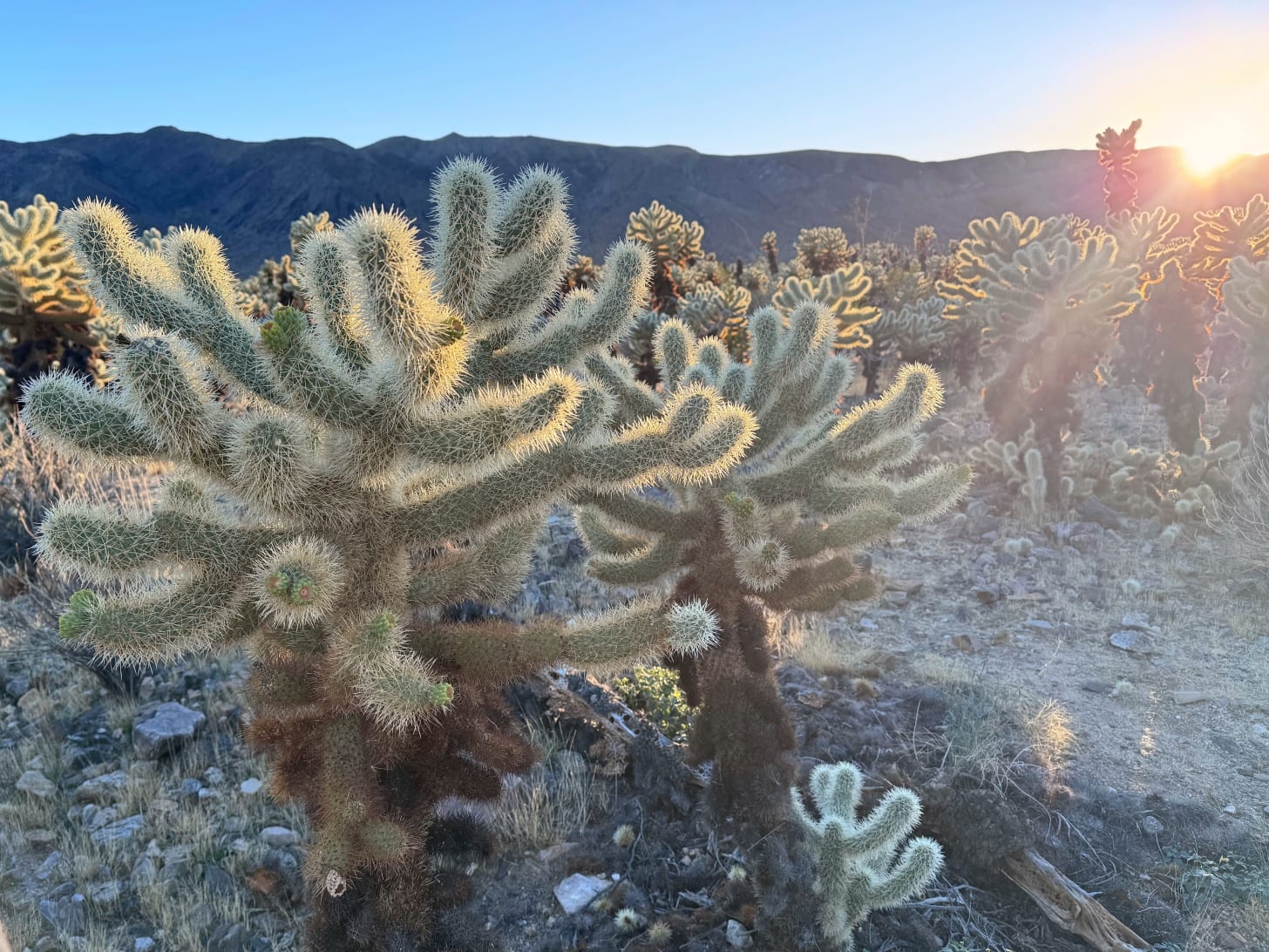 Michael Hobbes doesn’t like having his photograph bouncing around the internet, so he is represented here by this cylindropuntia bigelovii, aka “teddy-bear cholla,” which I photographed in Joshua Tree national park this summer.