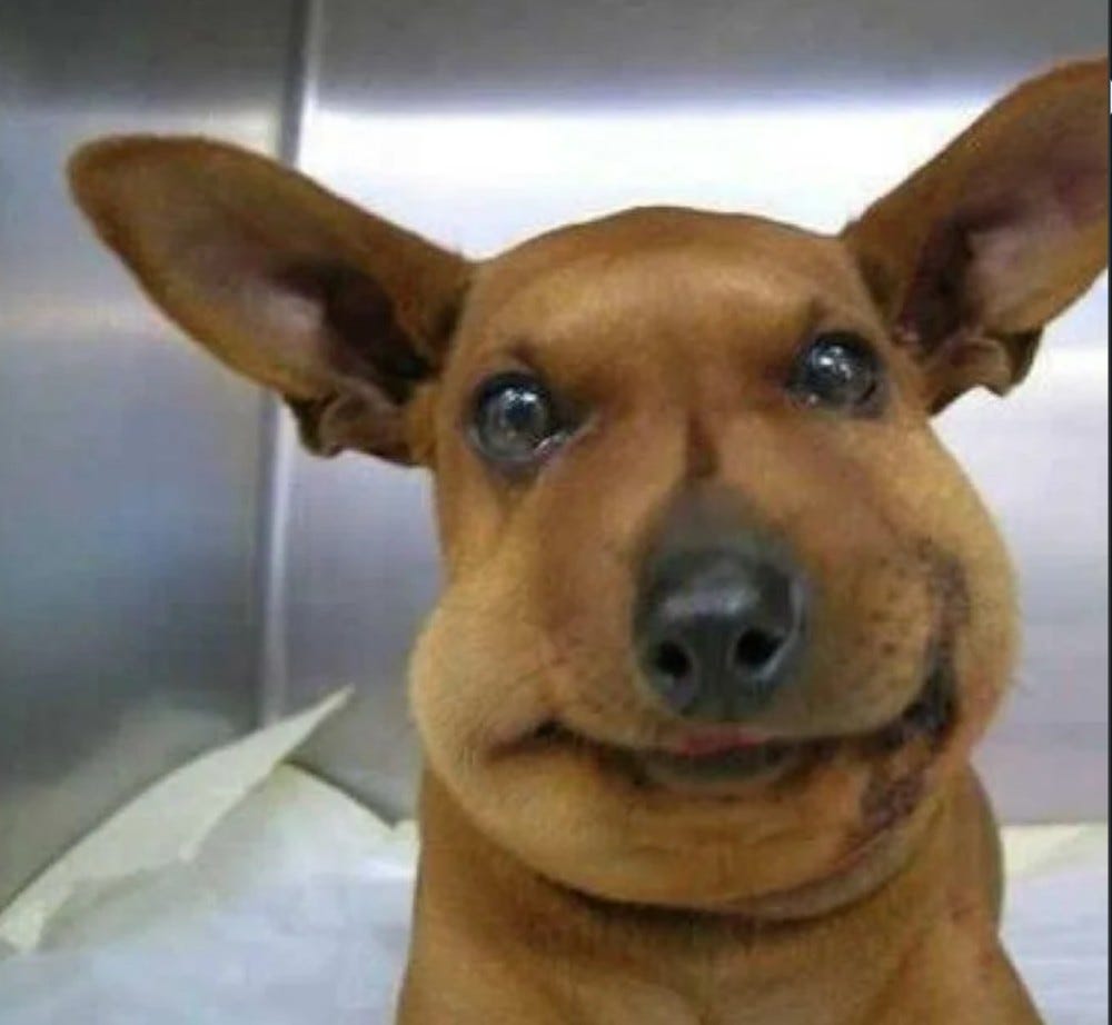 Create meme "a dog stung by a bee, dog got stung by a bee, animals ... Create meme "a dog stung by a bee, dog got stung by a bee, animals ...
