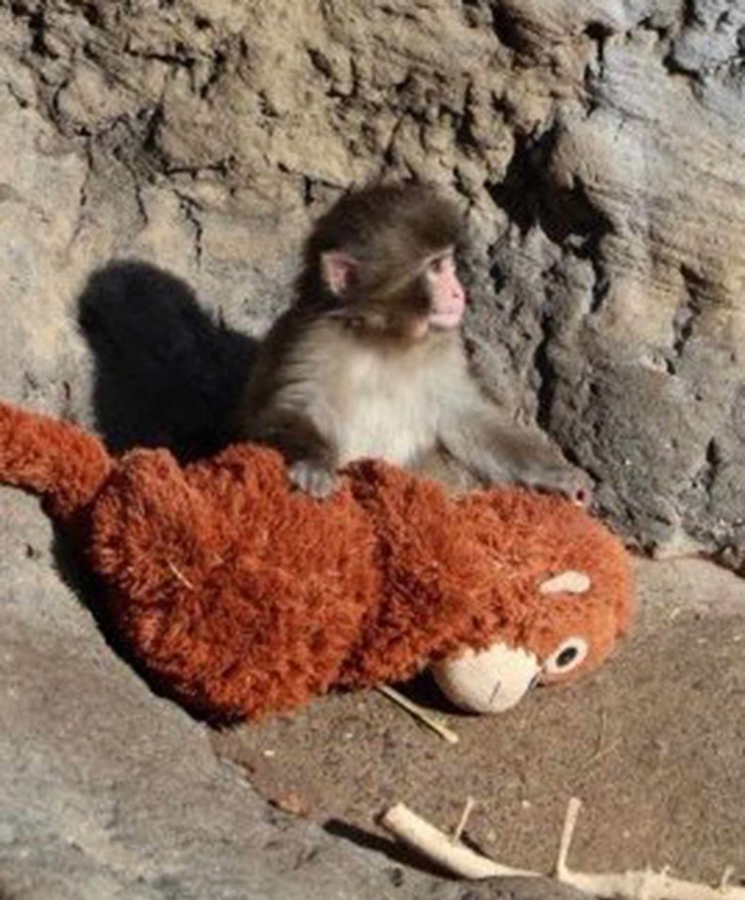 Baby Monkey at Zoo Goes Viral for Having Stuffed Animal as Friend