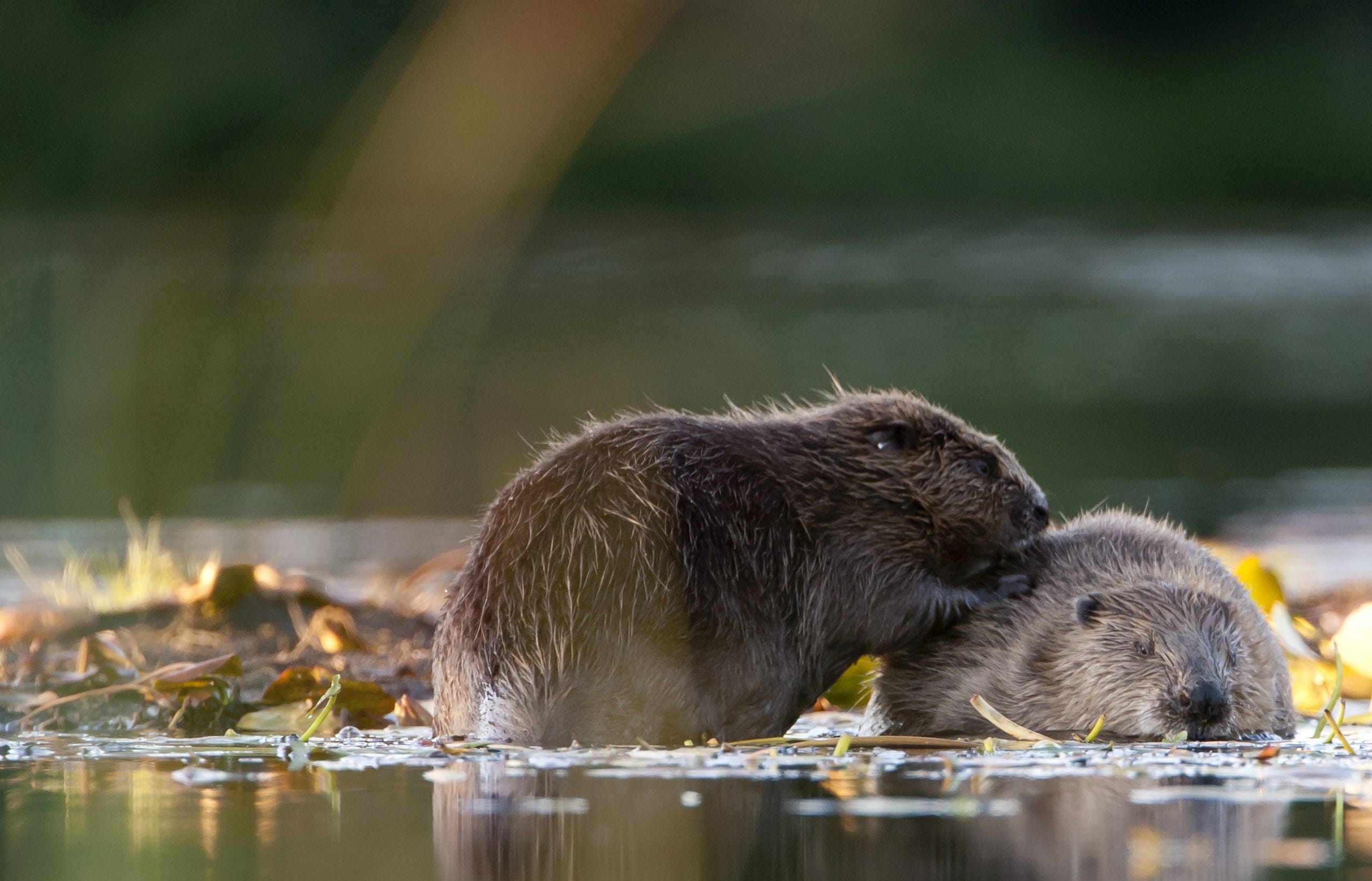 EarthStuff - Busy Beavers