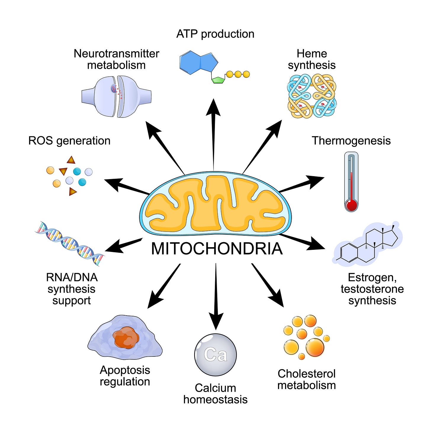 The Hidden Switch Behind Chronic Disease The Hidden Switch Behind Chronic Disease
