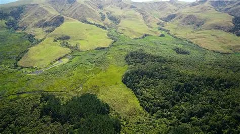 Te Henga Wetland