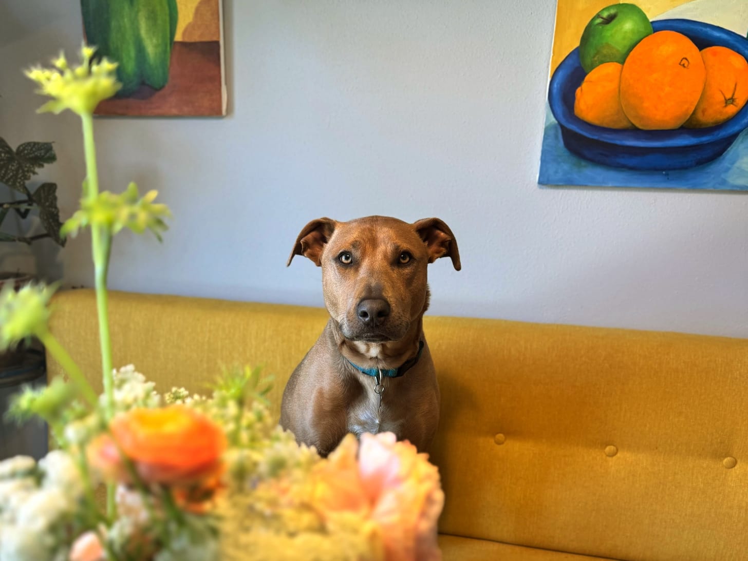Abner in Spring.